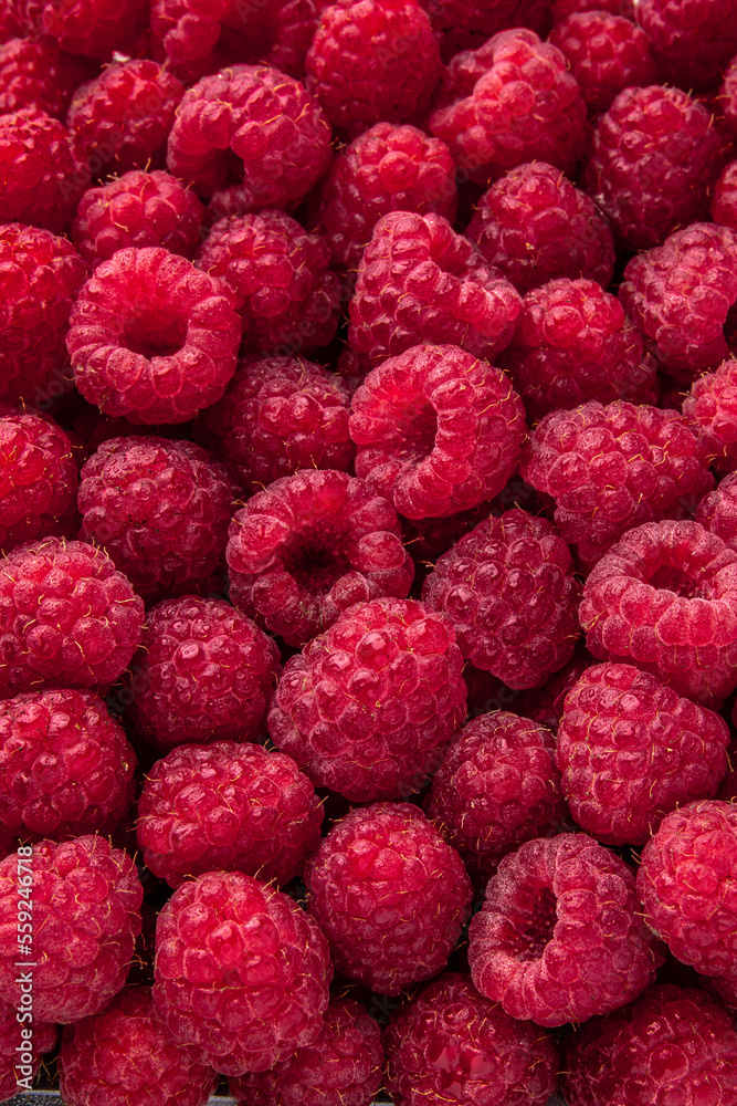 Fresh, ripe, juicy raspberries with water drops. Berry macro shot selective focus. Fresh, ripe, juicy raspberries with water drops. Berry macro shot selective focus.