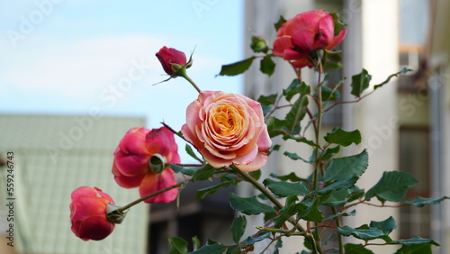 Fototapeta Naklejka Na Ścianę i Meble -  Red rose big and magnificent. Mature rose closeup.