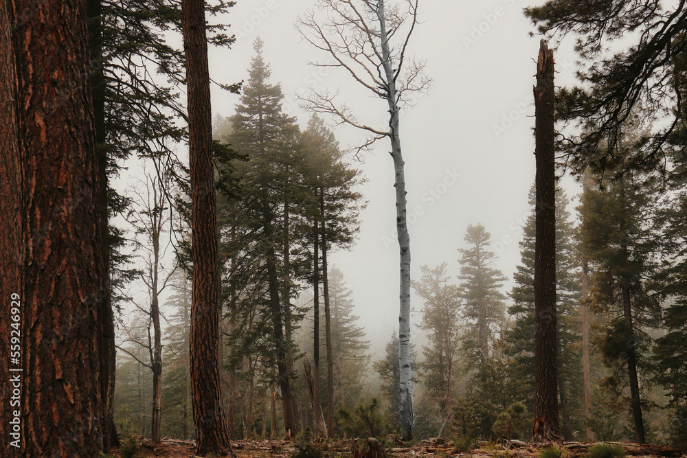 Fototapeta premium fog in the forest