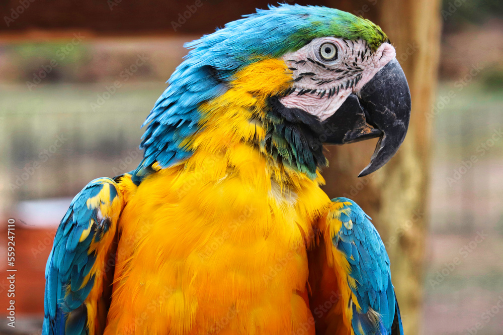 Obraz premium blue and yellow macaw