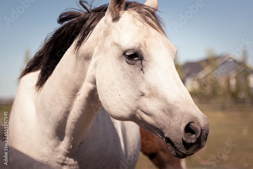 portrait of a horse