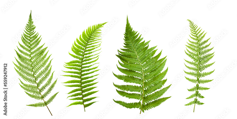Group of ferns Group of ferns