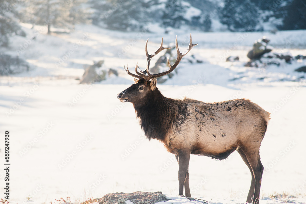 Bull Elk in snow Bull Elk in snow