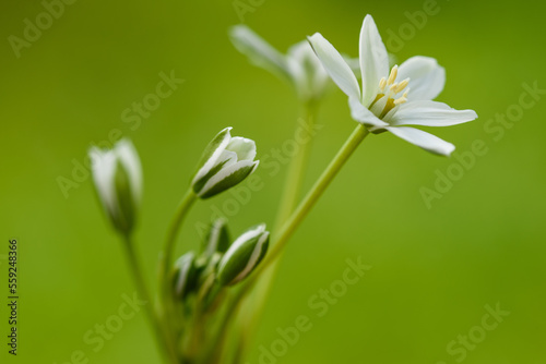 White Grass Lily  Flowers photo