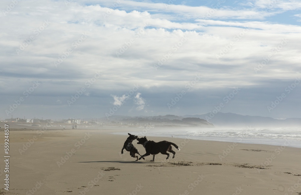 Two dogs playing on beach, San Francisco, California, USA Two dogs playing on beach, San Francisco, California, USA