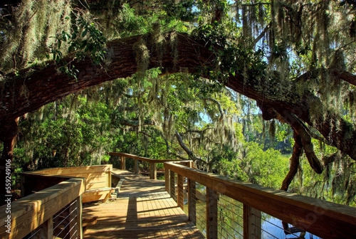 A walkway travels beneath live oak trees and spanish moss in Honeyhorn Plantation in Hilton Head Island, SC. photo