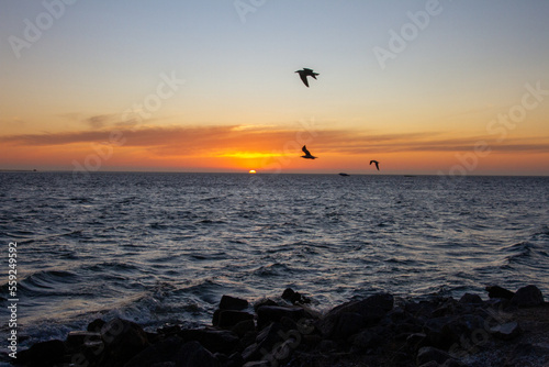 Seabirds at dusk