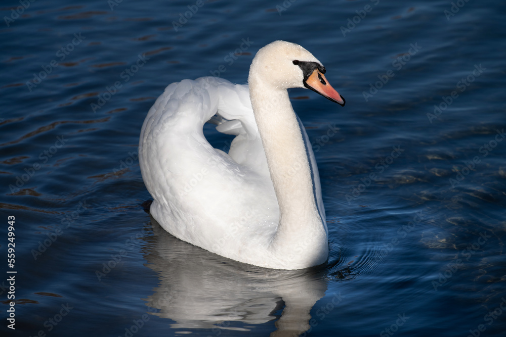 A white magnificent mute swan calmly swims on blue water in a lake. The swan has its wings slightly up. A white magnificent mute swan calmly swims on blue water in a lake. The swan has its wings slightly up.