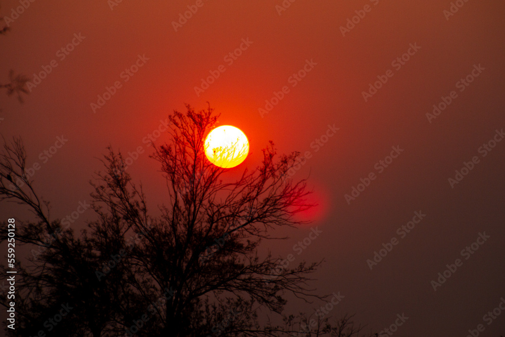 Obraz premium Glowing sunrise through the trees