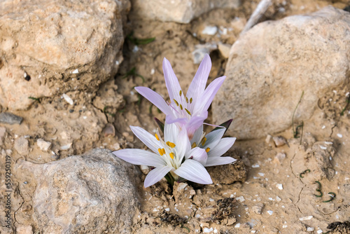 Flowering of colchicium (Lat. - Colchicum Ritchii) in the Negev desert