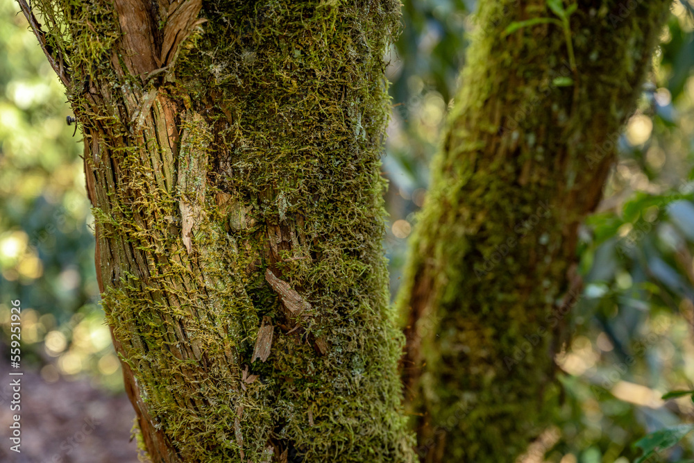 Obraz premium highlands nc