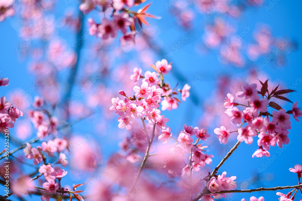 Beautiful Pink Cherry Blossom or Sakura flower blooming on tree in blue sky    