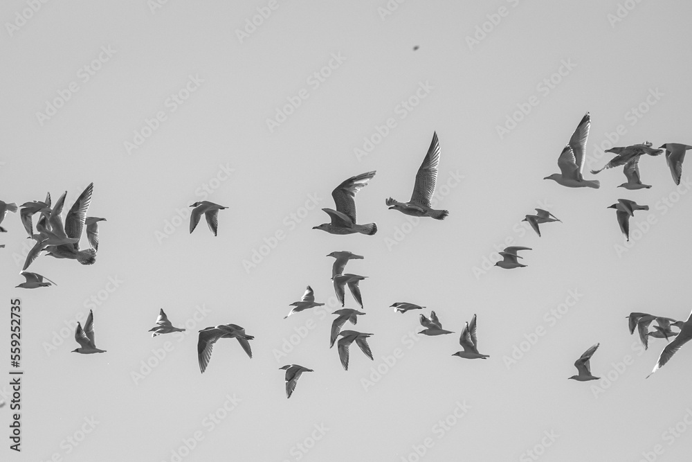 flock of birds flock of birds