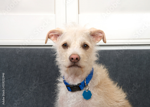Fotografiet Portrait of an adorable Jack Russell Terrier mix puppy dog wearing a blue collar  looking directly at viewer