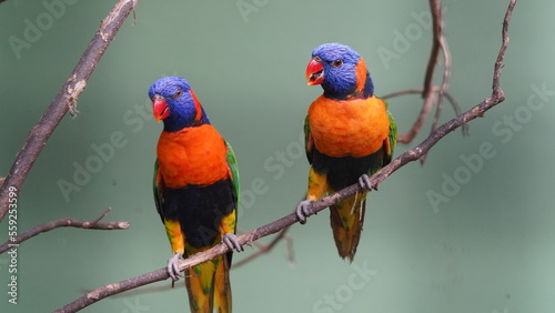 Red-collared lorikeet|Psittaciformes|Trichoglossus|Trichoglossus|紅領吸蜜鸚鵡| rubritorquis红领彩虹鹦鹉