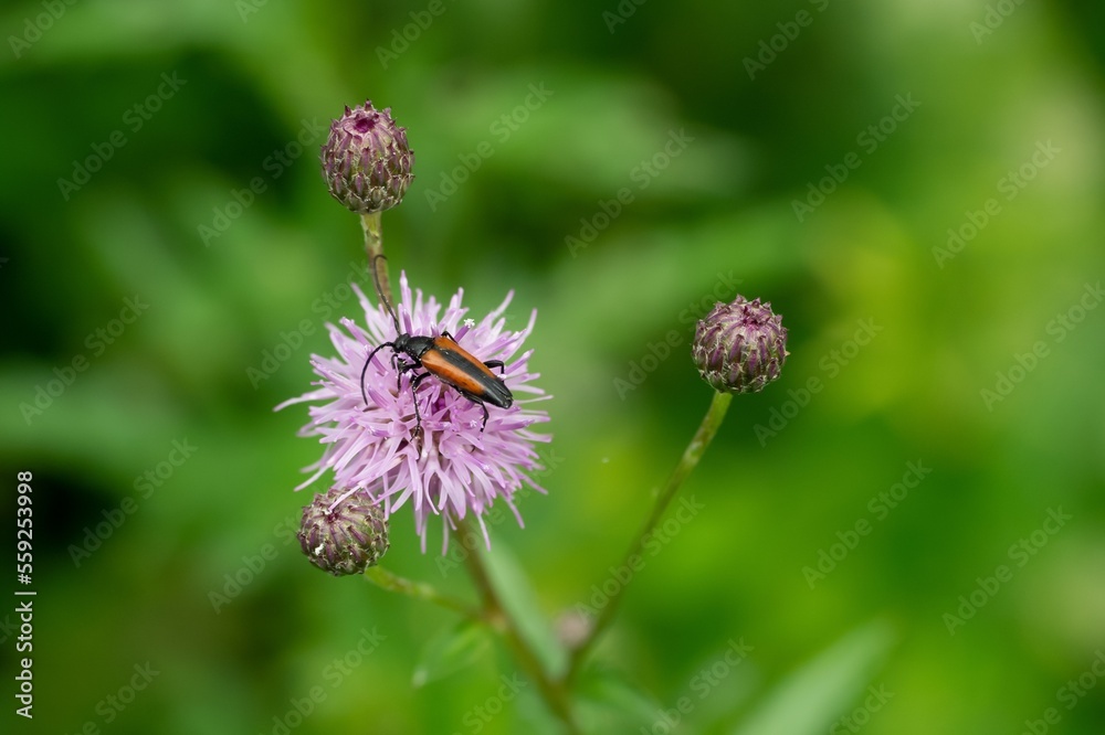 Stenurella melanura bug on Cirsium arvense (creeping thistle) plant with bokeh