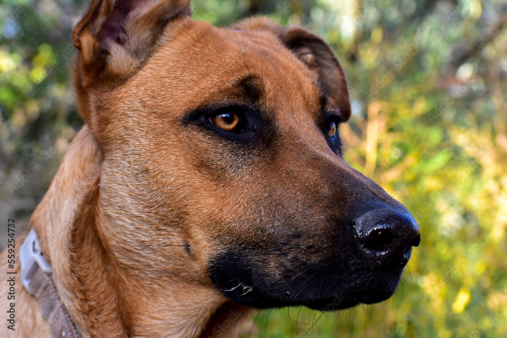 portrait of a dog portrait of a dog