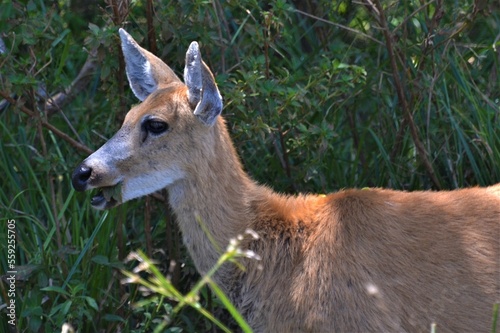 Ciervo de los pantanos (Blastocerus dichotomus)  photo