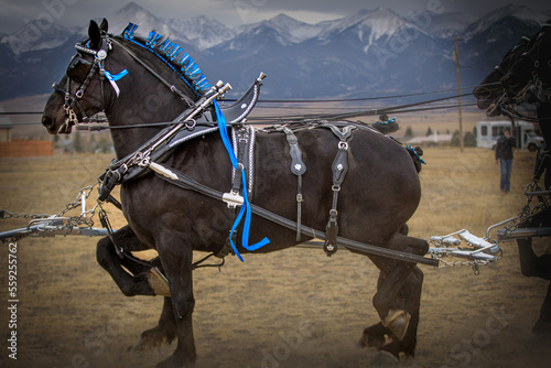 Percheron Horse team pulling a carriage photo