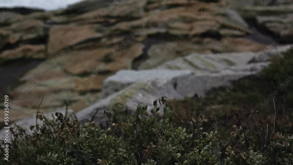 The ocean shore is green grass with rocks, the energy of the ocean is a strong storm wave. The ocean shore is green grass with rocks, the energy of the ocean is a strong storm wave.