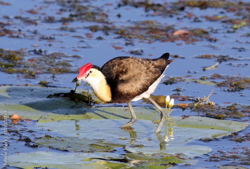 Comb-crested jacana bird walking on a lily pad in a lake of water