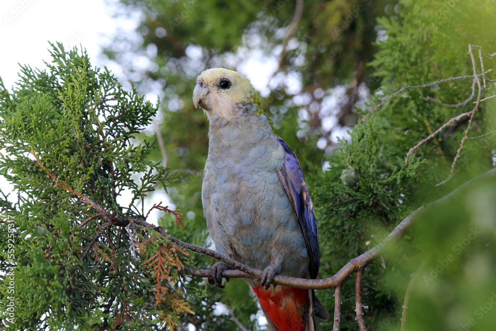 Pale-headed rosella parrot bird sitting in a pine tree Pale-headed rosella parrot bird sitting in a pine tree