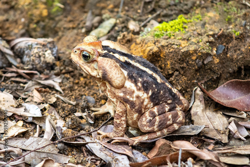 Cururu Toad (Rhinella diptycha) photo