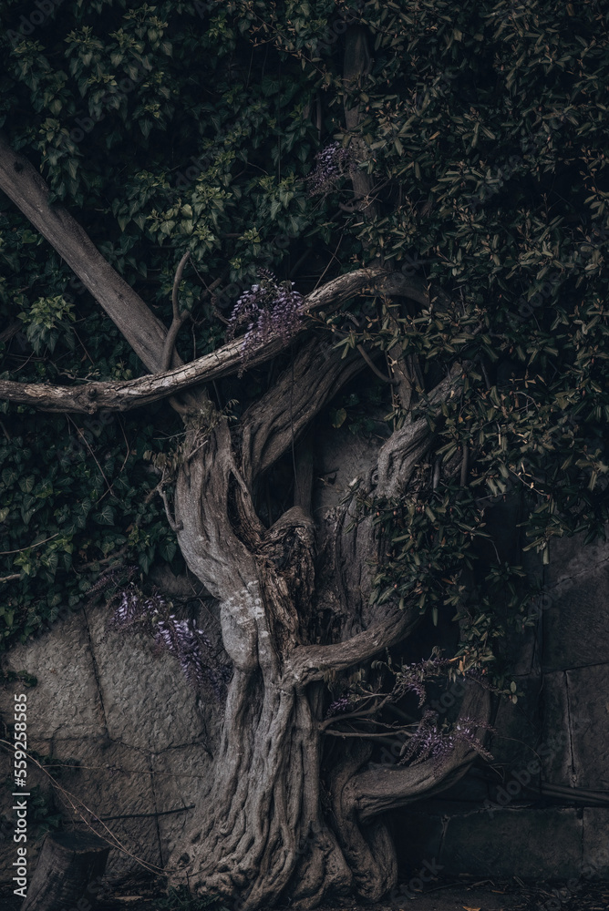 Old Twisted tree. Mysterious old tree, crooked roots. Ancient crooked tree limbs and trunk. Old Twisted tree. Mysterious old tree, crooked roots. Ancient crooked tree limbs and trunk.