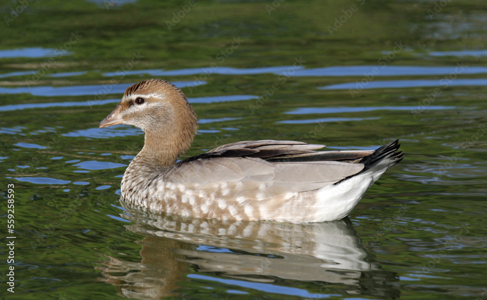 Fototapeta premium Australian wood duck bird swimming in a lake of water