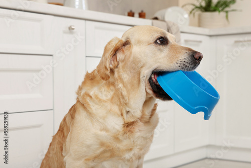 Cute hungry Labrador Retriever carrying feeding bowl in his mouth at home