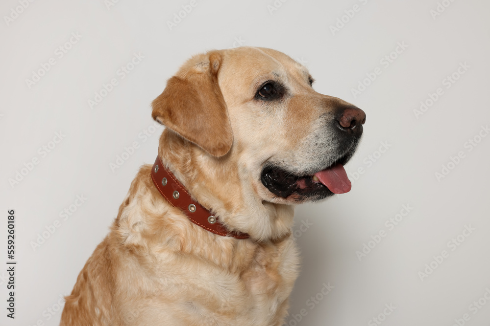 Cute Labrador Retriever in dog collar on white background Cute Labrador Retriever in dog collar on white background