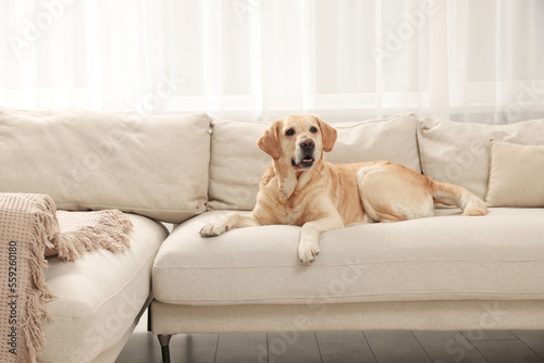 Cute Golden Labrador Retriever on couch in living room