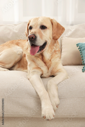 Cute Golden Labrador Retriever on couch in living room