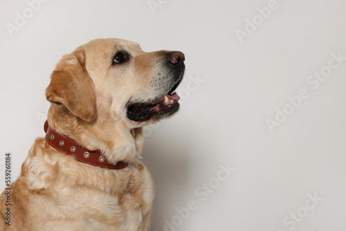 Cute Labrador Retriever in dog collar on white background. Space for text © New Africa