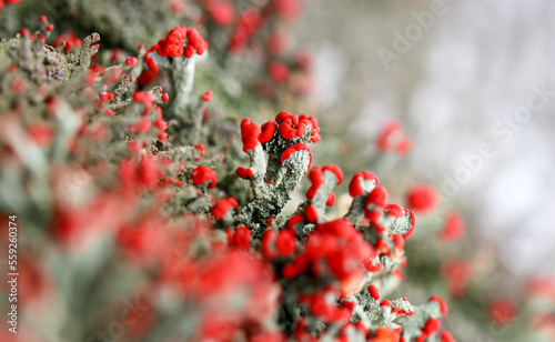 Closeup of the apothecia of British soldier lichen (Cladonia cristatella) photo