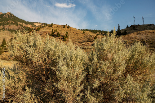 Wild sage brush on the roadside.  A Canadian highway through the British Columbia Caribou region on a sunny day.  Near Lillooet BC, Canada. photo