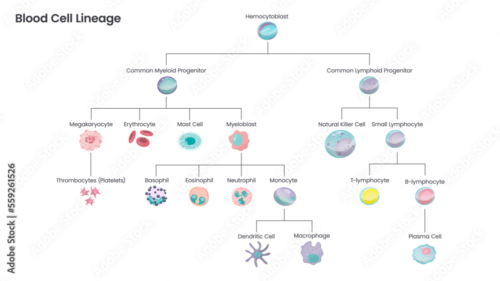 blood-cell-lineage-educational-science-vector-illustration-diagram-stock-vector-adobe-stock