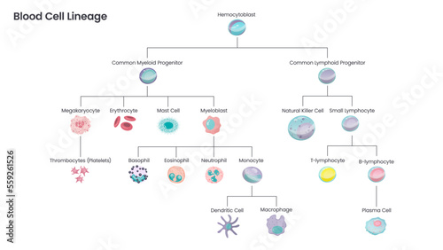 Blood Cell Lineage educational science vector illustration diagram