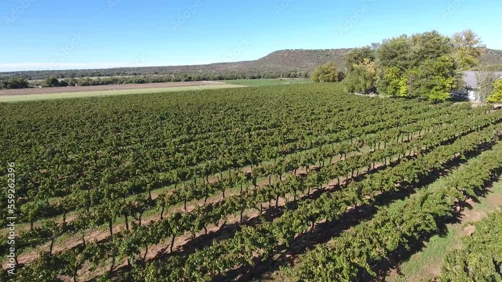 Beautiful aerial view of vineyards on a farm land in sunlight in the summer Beautiful aerial view of vineyards on a farm land in sunlight in the summer