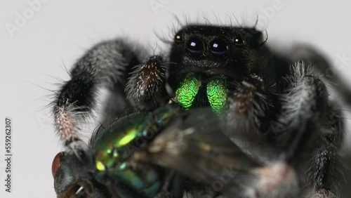 Jumping spider (Phidippus regius, male) isolated on white background eating green fly. Big magnification, face to face, macro shot. photo