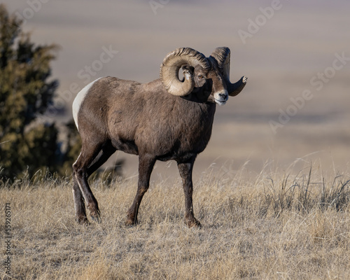 Bighorn Sheep Ram