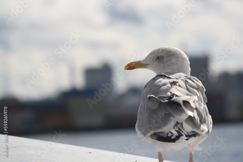 Canvas Print Wild seagull looking to the left