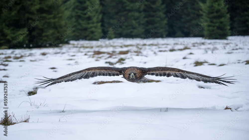 Bird of prey flying in The Bohemian Moravian Highlands. Bird of prey flying in The Bohemian Moravian Highlands.