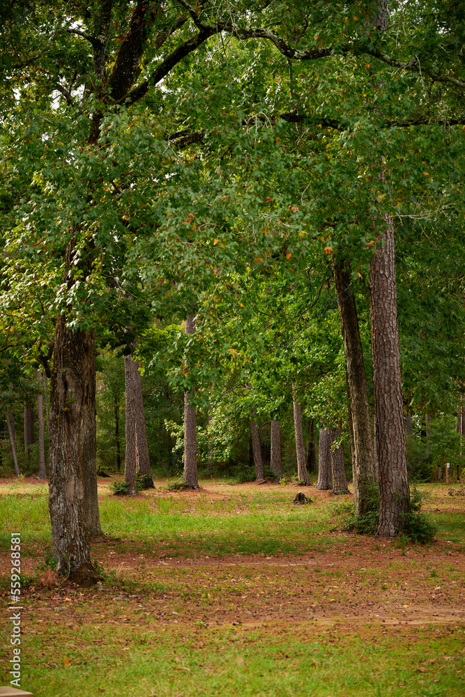 THE WOODLANDS, TEXAS - NOVEMBER 2022: William Goodrich Jones state forest in Conroe, to the north of Houston photographed in the fall with golden colors in the tree leaves, blue skies, on a sunny day