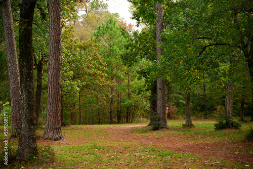 THE WOODLANDS, TEXAS - NOVEMBER 2022: William Goodrich Jones state forest in Conroe, to the north of Houston photographed in the fall with golden colors in the tree leaves, blue skies, on a sunny day