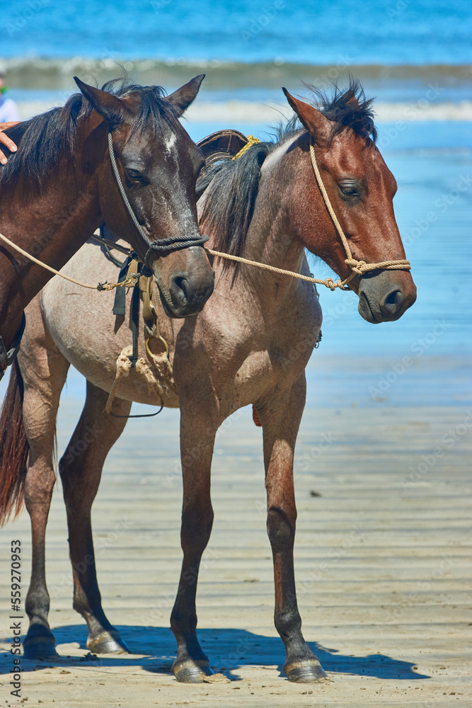 Obraz premium Cabalgata en Playa Tamarindo