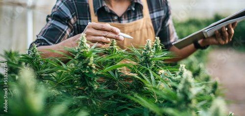 Asian man marijuana researcher checking marijuana cannabis plantation in cannabis farm, Business agricultural cannabis. Cannabis business and alternative medicine concept.