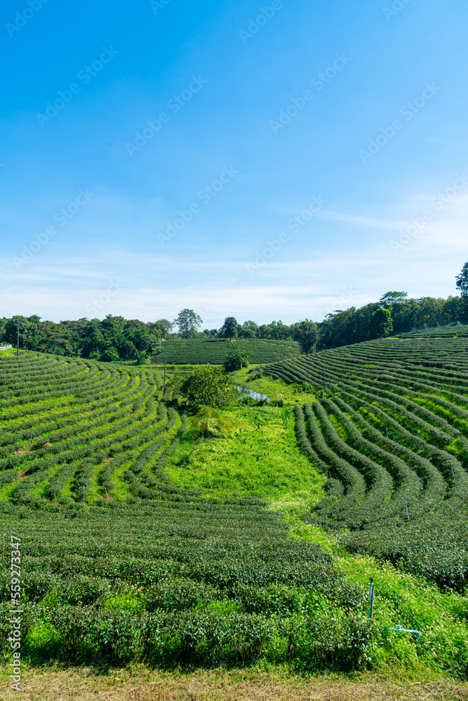 tea plantation on mountain in morning tea plantation on mountain in morning