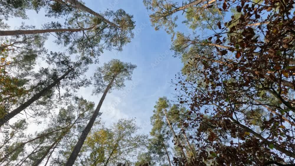 Bottom view of lush green foliage of trees with morning sun. A walk in the forest with big green trees. Summer background. Bottom view of lush green foliage of trees with morning sun. A walk in the forest with big green trees. Summer background.