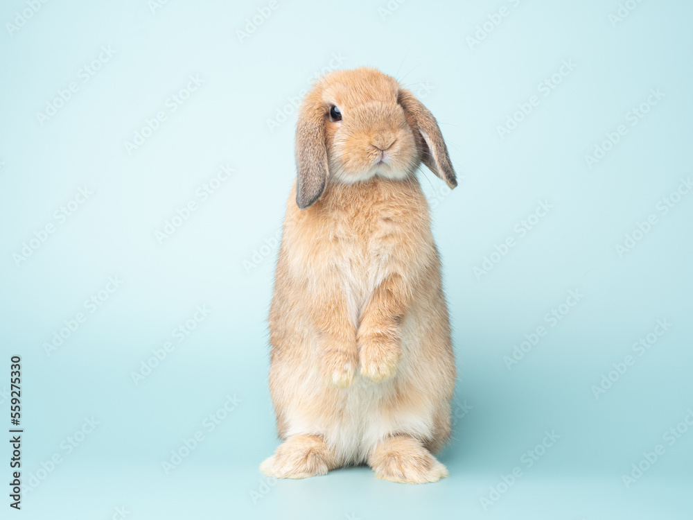Front view of orange cute baby holland lop rabbit standing on pastel green background. Lovely action of young rabbit. Front view of orange cute baby holland lop rabbit standing on pastel green background. Lovely action of young rabbit.